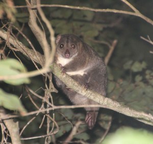 Common cuscus IMG_9446 cropped PS