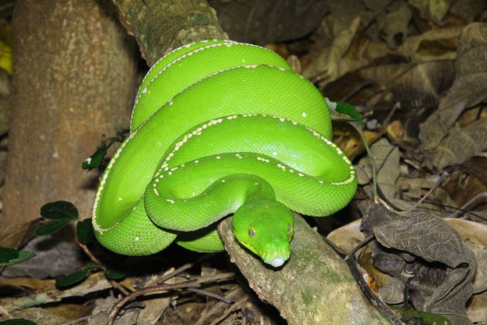 Green python PS IMG_9451